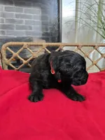 GOLIATH, a male Newfoundland for sale in Tilton, IL – Photo 6 of 10