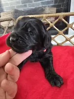 GOLIATH, a male Newfoundland for sale in Tilton, IL – Photo 7 of 10