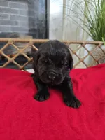 GOLIATH, a male Newfoundland for sale in Tilton, IL – Photo 3 of 10