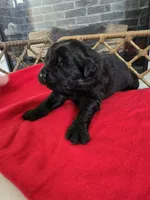 GOLIATH, a male Newfoundland for sale in Tilton, IL – Photo 1 of 10