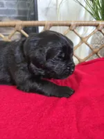 GOLIATH, a male Newfoundland for sale in Tilton, IL – Photo 2 of 10