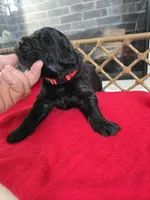 GOLIATH, a male Newfoundland for sale in Tilton, IL – Photo 4 of 10