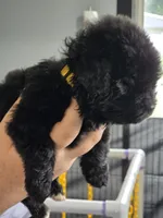 Terra, a female Newfoundland for sale in Tilton, IL – 6 of 10