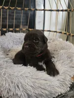 BAILEY , a female Newfoundland for sale in Tilton, IL – 5 of 10
