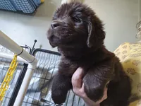 Maddie , a female Newfoundland for sale in Tilton, IL – 7 of 10