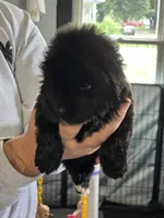 Terra, a female Newfoundland for sale in Tilton, IL – 5 of 10