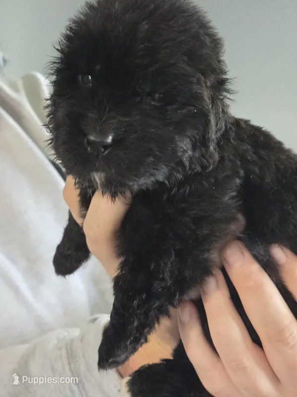 Terra – Newfoundland puppy for sale in Tilton, IL