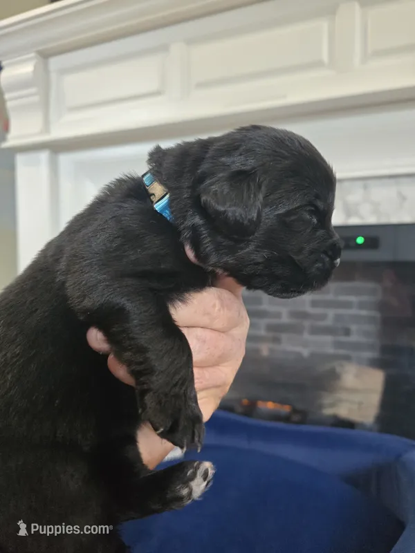 Midnight  – Newfoundland puppy for sale in Tilton, IL