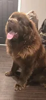 BAILEY , a female Newfoundland for sale in Tilton, IL – 2 of 10