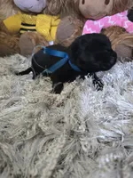 Midnight , a female Newfoundland for sale in Tilton, IL – 7 of 10