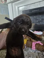 BAILEY , a female Newfoundland for sale in Tilton, IL – 8 of 10