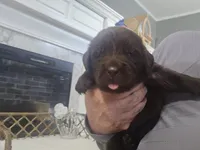 Kyra, a female Newfoundland for sale in Tilton, IL – 4 of 10