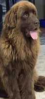 BAILEY , a female Newfoundland for sale in Tilton, IL – 3 of 10