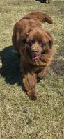 BAILEY , a female Newfoundland for sale in Tilton, IL – 7 of 10