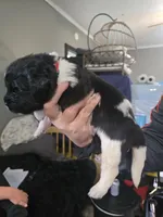 Nobara, a female Newfoundland for sale in Tilton, IL – 3 of 5