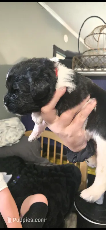 Nobara – Newfoundland puppy for sale in Tilton, IL