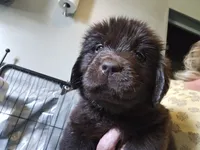 Maddie , a female Newfoundland for sale in Tilton, IL – 5 of 10