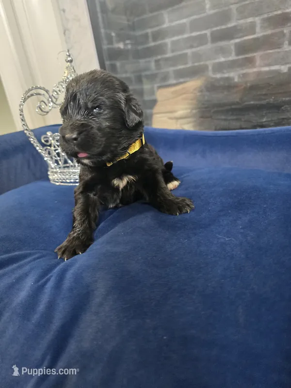 Terra – Newfoundland puppy for sale in Tilton, IL