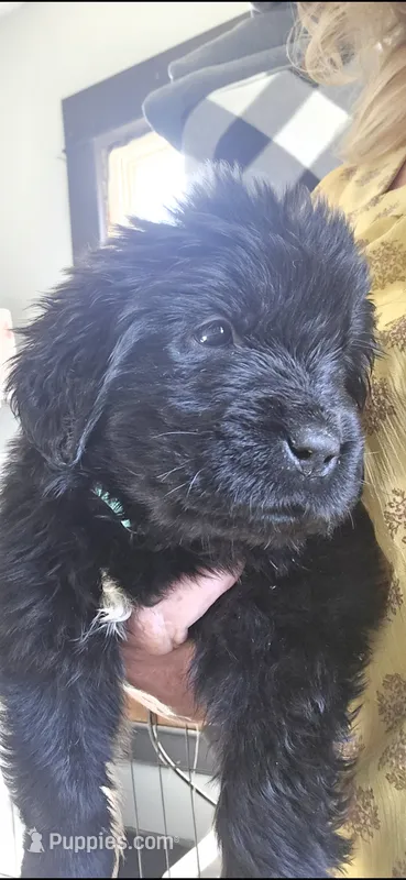 Midnight  – Newfoundland puppy for sale in Tilton, IL