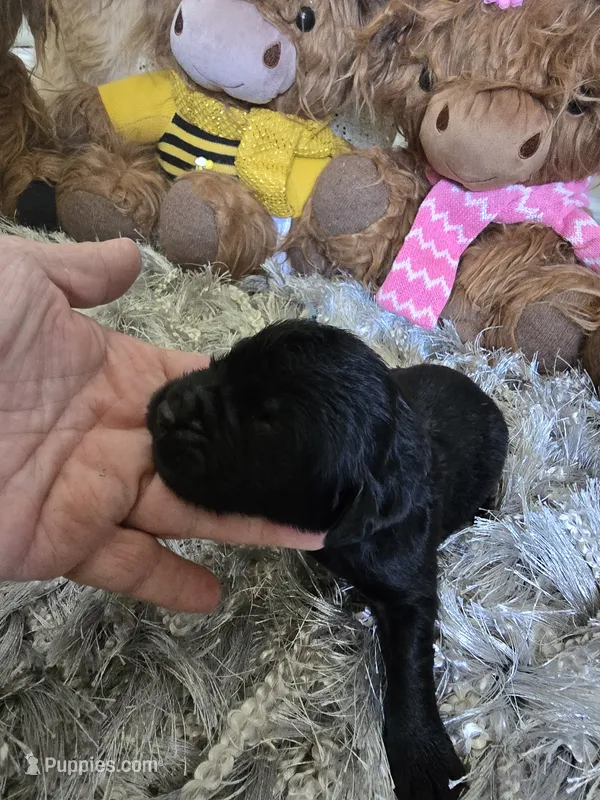 Midnight  – Newfoundland puppy for sale in Tilton, IL