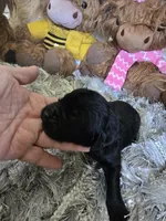 Midnight , a female Newfoundland for sale in Tilton, IL – 1 of 10