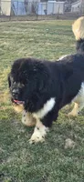 Josie, a female Newfoundland for sale in Tilton, IL – 8 of 10