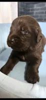 Copper, a male Newfoundland for sale in Tilton, IL – 3 of 10