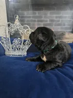 Josie, a female Newfoundland for sale in Tilton, IL – 6 of 10