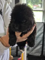 Terra, a female Newfoundland for sale in Tilton, IL – 2 of 10