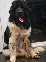 Nobara, a female Newfoundland for sale in Tilton, IL – 3 of 10
