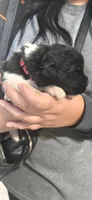 Nobara, a female Newfoundland for sale in Tilton, IL – 4 of 5