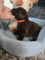 Copper, a male Newfoundland for sale in Tilton, IL – 5 of 10