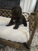 BAILEY , a female Newfoundland for sale in Tilton, IL – 4 of 10