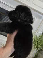 XENA, a female Newfoundland for sale in Tilton, IL – Photo 8 of 10