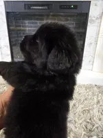 XENA, a female Newfoundland for sale in Tilton, IL – Photo 2 of 10