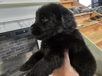 XENA, a female Newfoundland for sale in Tilton, IL – Photo 3 of 10