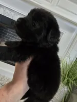 XENA, a female Newfoundland for sale in Tilton, IL – Photo 4 of 10