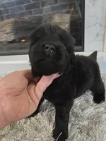 XENA, a female Newfoundland for sale in Tilton, IL – Photo 1 of 10