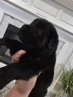 XENA, a female Newfoundland for sale in Tilton, IL – Photo 7 of 10