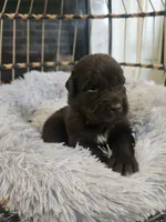 BAILEY , a female Newfoundland for sale in Tilton, IL – 3 of 10
