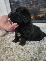 DANICA, a female Newfoundland for sale in Tilton, IL – Photo 3 of 10