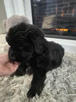 DANICA, a female Newfoundland for sale in Tilton, IL – Photo 8 of 10