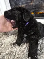 DANICA, a female Newfoundland for sale in Tilton, IL – Photo 7 of 10