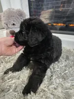 DANICA, a female Newfoundland for sale in Tilton, IL – Photo 2 of 10