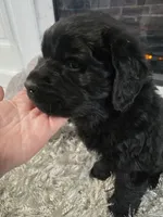 DANICA, a female Newfoundland for sale in Tilton, IL – Photo 5 of 10