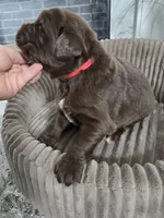 AMBER, a female Newfoundland for sale in Tilton, IL – Photo 3 of 10