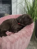 AMBER, a female Newfoundland for sale in Tilton, IL – Photo 8 of 10