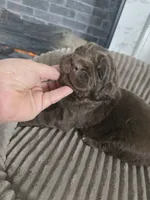 AMBER, a female Newfoundland for sale in Tilton, IL – Photo 5 of 10