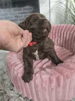 AMBER, a female Newfoundland for sale in Tilton, IL – Photo 1 of 10