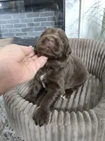 AMBER, a female Newfoundland for sale in Tilton, IL – Photo 6 of 10